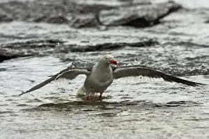 Dolphin Gull - Washing Larus scoresbii Saunders Island Falklands BI007357