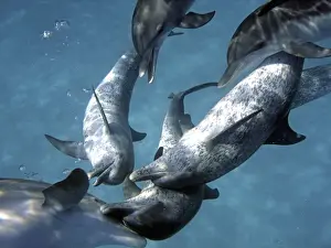 Communications Prints: Dolphins - Interspecies head to head