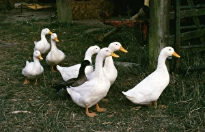 Images Dated 28th July 2006: Domectic Aylesburry Ducks - with stray mallard