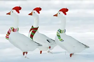 Christmas Prints: Domectic Geese - in snow - dressed in Christmas hats & scarves Digital Maniulation