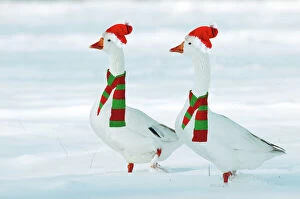 Domectic Geese - two in snow wearing Christmas hats & scarves.Digital