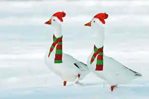 Scarf Prints: Domectic Geese - two in snow wearing Christmas hats & scarves