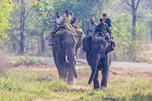 Asiatic Gallery: Domestic Asian Elephant / Asiatic Elephant with tourists