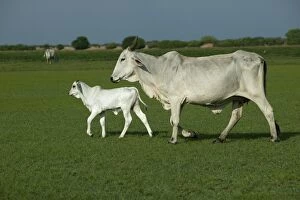 Images Dated 19th April 2004: Domestic Brahma Cow - adult and calf Hato El Frio, Llanos, Venezuela