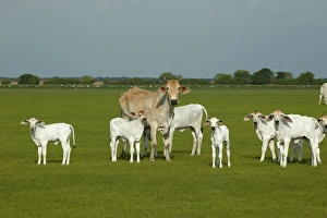 Images Dated 19th April 2004: Domestic Brahma Cow - Adult & young Hato El Frio, Llanos, Venezuela