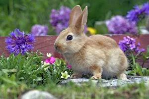 Domestic Brown Rabbit - sitting by flowers