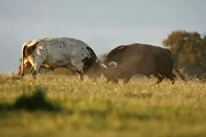 Domestic Bulls - two animals fighting on pasture