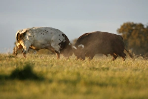 Images Dated 6th April 2009: Domestic Bulls - two animals fighting on pasture, Alentejo, Portugal