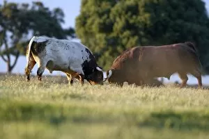 Images Dated 6th April 2009: Domestic Bulls - two animals fighting on pasture, Alentejo, Portugal