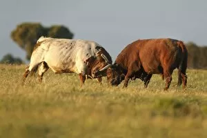 Images Dated 6th April 2009: Domestic Bulls - two animals fighting on pasture, Alentejo, Portugal