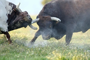 Images Dated 6th April 2009: Domestic Bulls - two animals fighting on pasture, Alentejo, Portugal