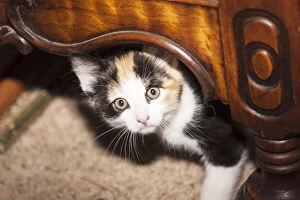 Domestic Calico kitten peeking out under