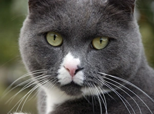 Images Dated 18th October 2008: Domestic Cat