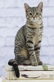 Books Gallery: Domestic Cat - 6 month old kitten sitting on stack of books