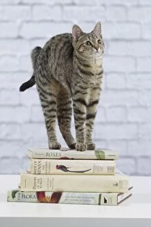 Books Gallery: Domestic Cat - 6 month old kitten standing on stack of books