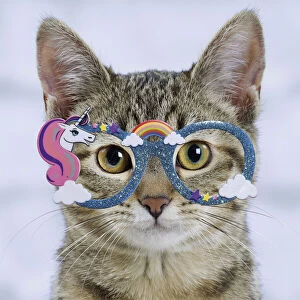 Images Dated 18th April 2020: Domestic Cat - 6 month old kitten wearing unicorn glasses