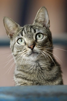 Images Dated 21st February 2011: Domestic Cat