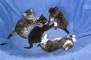 Images Dated 15th June 2011: Domestic Cat - four baby kittens playing on blanket