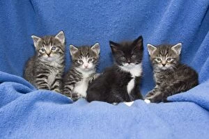 Images Dated 15th June 2011: Domestic Cat - four baby kittens sitting on blanket