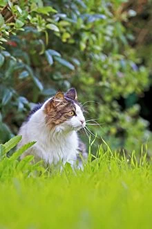 Images Dated 9th September 2014: Domestic Cat Bas Rhin France