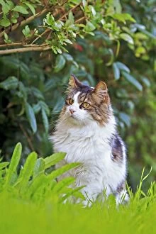 Images Dated 9th September 2014: Domestic Cat Bas Rhin France