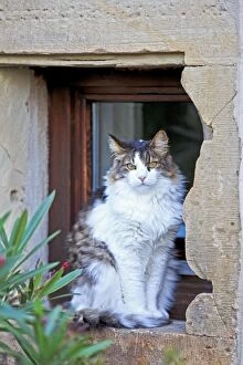 Images Dated 8th September 2014: Domestic Cat Bas Rhin France
