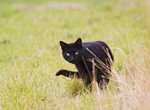 Domestic cat - black feral cat - hunting