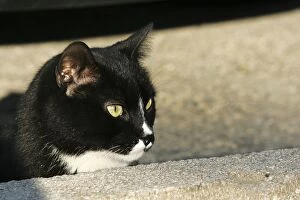 Domestic cat - black and white