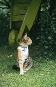 Images Dated 1st April 2005: Domestic Cat - with collar bell & name tag