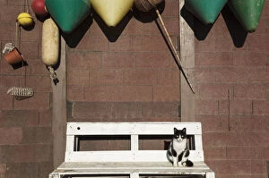 Almeria Province Gallery: Domestic cat at a fisherman's cottage at the San