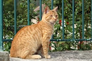 Domestic cat - ginger tabby