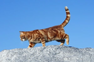 Images Dated 14th November 2008: Domestic Cat - ginger tabby. France