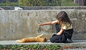 Domestic cat - ginger tabby playing with young girl
