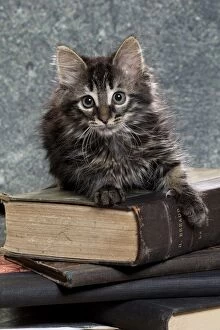 Books Gallery: Domestic Cat kitten with book