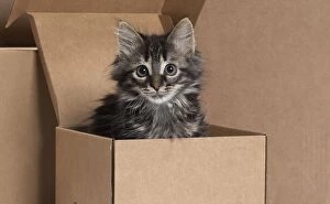 Boxes Gallery: Domestic Cat kitten in cardboard box