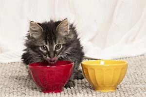 Bowl Gallery: Domestic Cat kitten eating