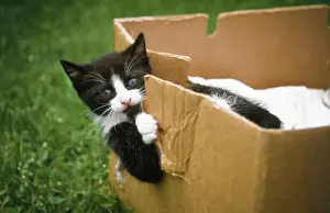 Boxes Prints: Domestic Cat - kitten playing in cardboard box