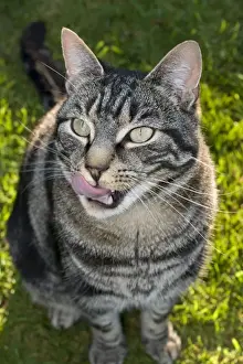 Lick Prints: Domestic Cat - licking lips