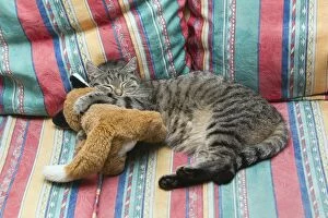 Domestic Cat - sleeping on sofa hugging cuddly toy