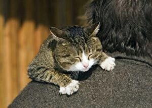 Images Dated 15th March 2009: Domestic cat - tabby being carried by owner