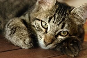 Domestic cat - tabby, close-up