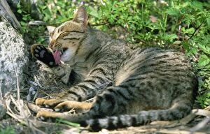 Domestic CAT - tabby lying down licking paws