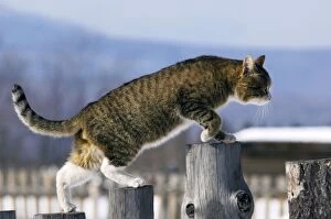 Images Dated 15th March 2009: Domestic cat - tabby - male - a typical cat in a Russian village - walks on top of a fence to
