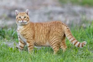 Domestic Cat - Tom cat