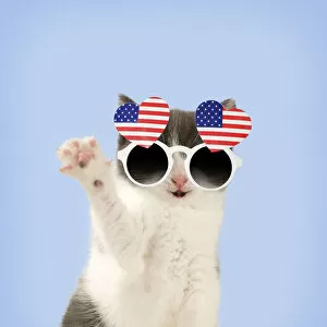 Images Dated 3rd February 2020: Domestic Cat, waving, wearing heart shaped American flag glasses Date: 22-Nov-17