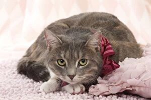 Domestic Cat wearing scarf