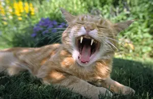 Fangs Prints: Domestic Cat yawning Extreme wide angle Norfolk UK