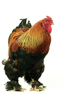 Feather Collection: Domestic Chicken “Brahma perdrix” breed