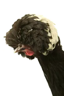 Domestic Chicken Close up f head Dutch breed