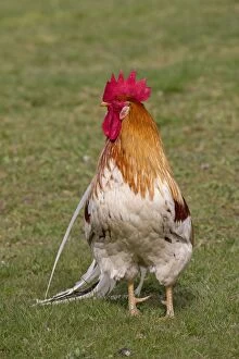 Domestic chicken cock